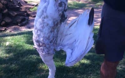 El Municipio multará a los dueños de perros que ocasionen algún tipo de daño