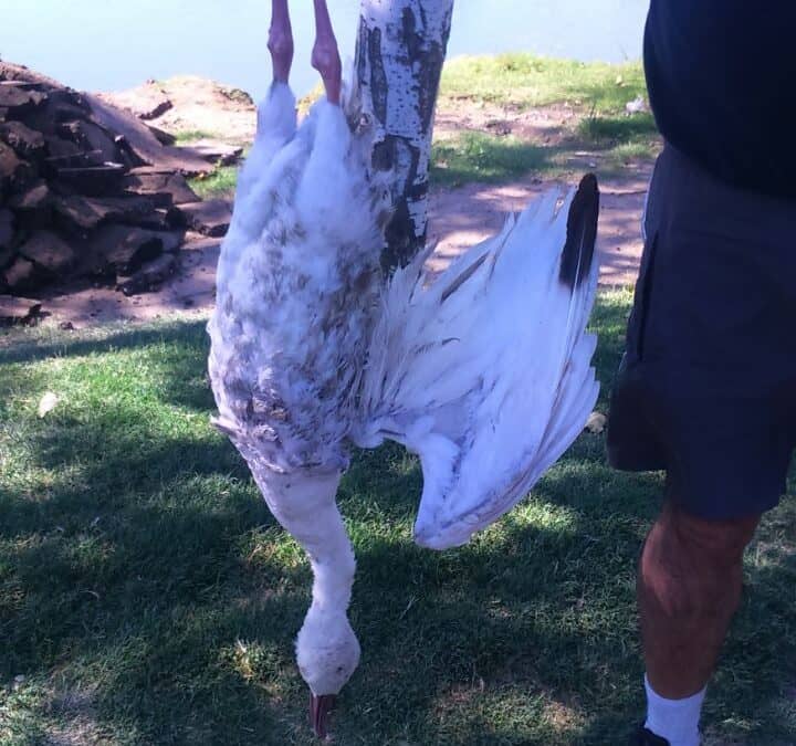 El Municipio multará a los dueños de perros que ocasionen algún tipo de daño