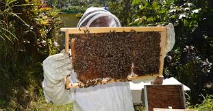 MUNICIPIO Y APICULTORES IRÁN A UNA REUNIÓN REGIONAL QUE FOMENTAR LA EXPORTACIÓN DE PRODUCTOS A ASIA