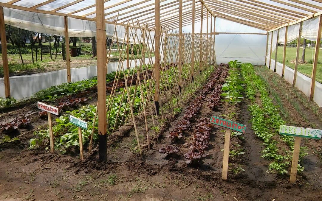 Se inaugura mañana (viernes) el invernáculo de Berutti