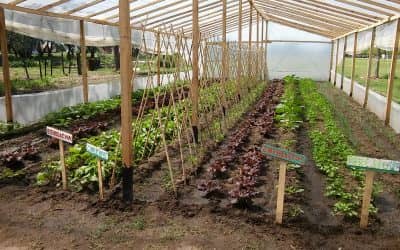 Se inaugura mañana (viernes) el invernáculo de Berutti