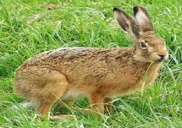 Continúa la inscripción para la caza comercial de liebres