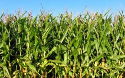 Se realiza hoy (martes) una reunión con productores de zonas de exclusión