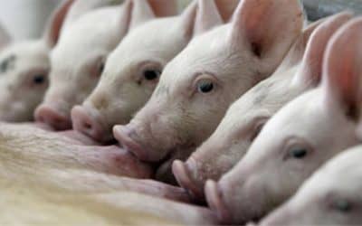 Se dictará una jornada de capacitación sobre la producción porcina