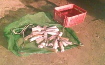 Nuevo operativo contra la pesca clandestina