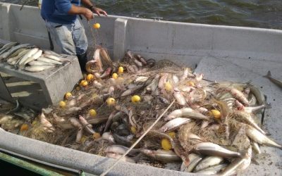 PROVINCIA HABILITÓ LA PESCA COMERCIAL DE PEJERREY EN EL COMPLEJO LACUNAR LAS TUNAS Y 48 PESCADORES PUEDEN RETOMAR LA ACTIVIDAD