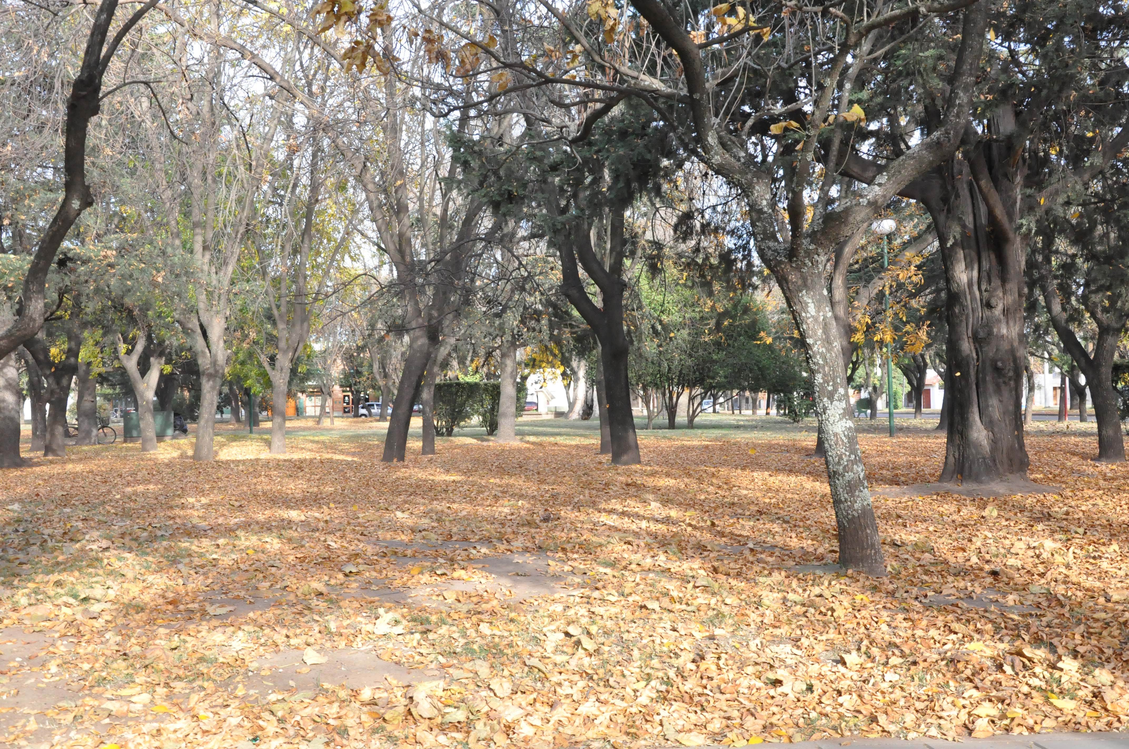 Refuerzos en el servicio de barrido