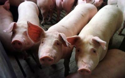 PIDEN TENER RECAUDOS EN EL CONSUMO DE CERDO PARA EVITAR CASOS DE TRIQUINOSIS