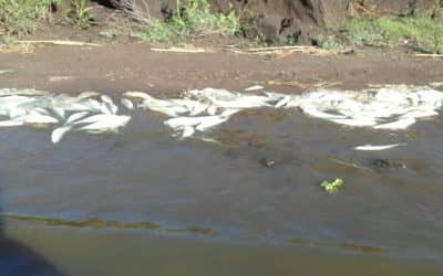 Se investiga mortandad de peces en la laguna de Cuero de Zorro