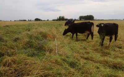 Productores del periurbano visitarán un establecimiento de alimentos orgánicos de Córdoba