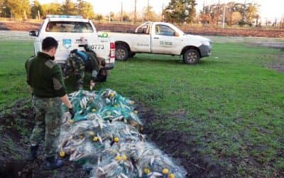 Pesca clandestina: decomisaron mil metros de red y más de 400 kilos de pejerrey