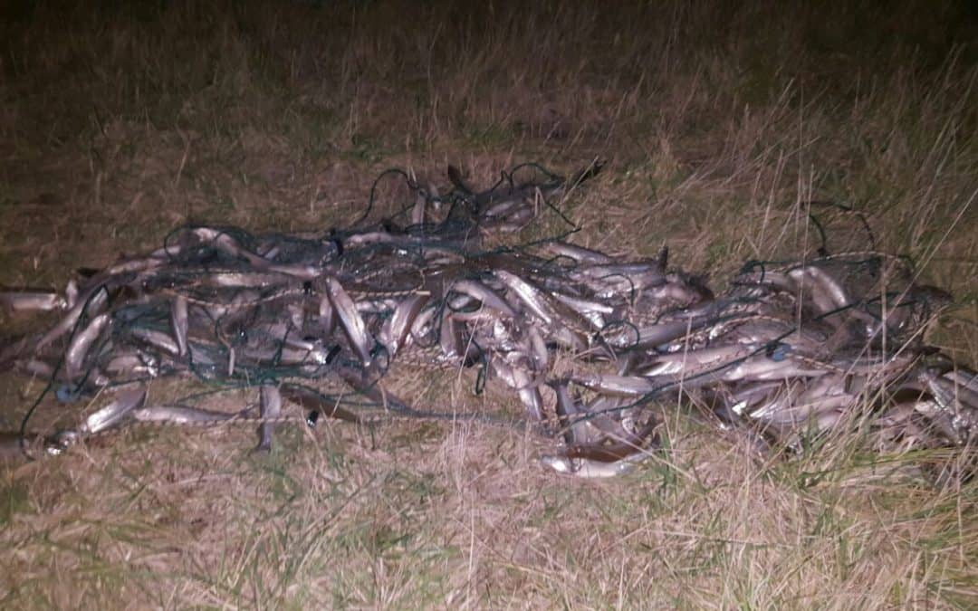 Se realizó un nuevo operativo contra la pesca clandestina