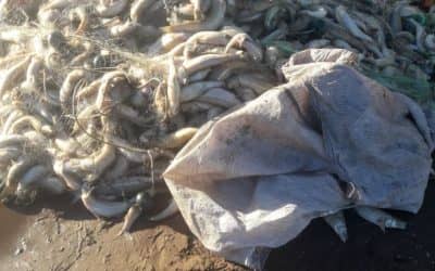 Pesca clandestina en Cuero de Zorro