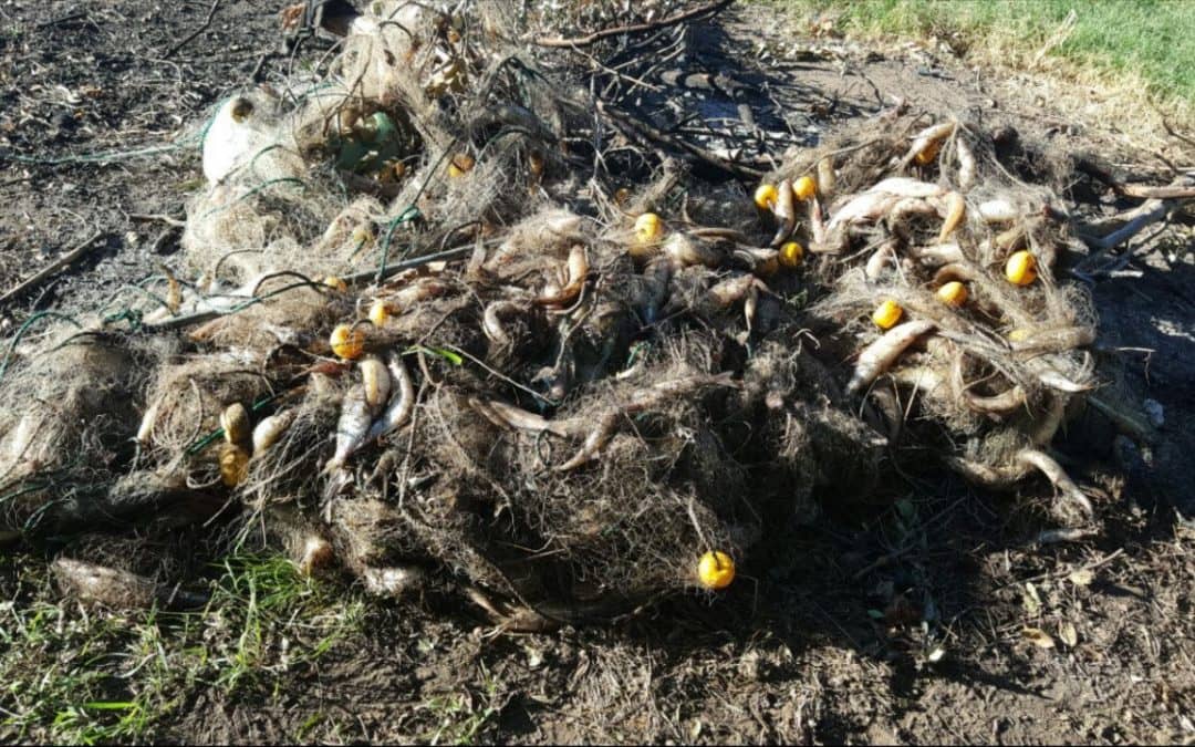 Nuevo operativo contra la pesca clandestina en el Hinojo Chico