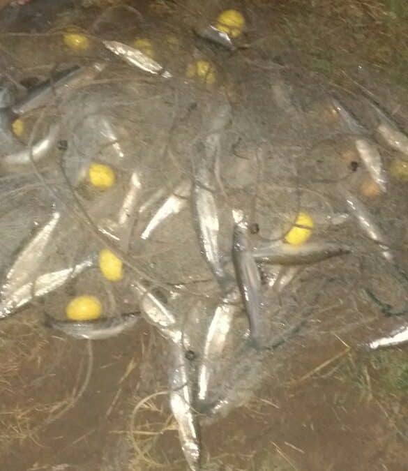 Se realizó un nuevo operativo contra la pesca clandestina