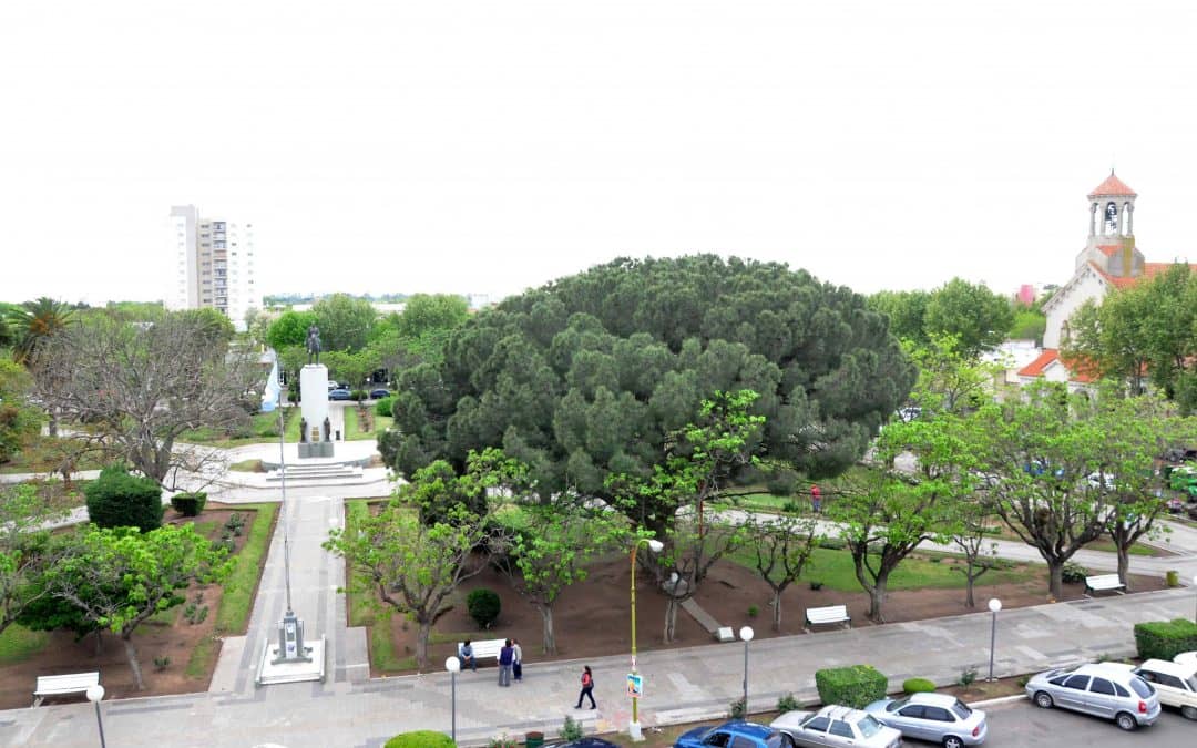 El Municipio aplicará un repelente ecológico y aprobado por los organismos ambientales, ante la proliferación de aves