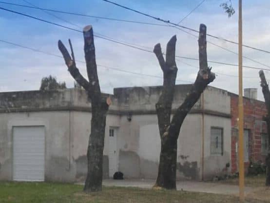 Poda: sólo pueden realizarla los trabajadores autorizados por el Municipio