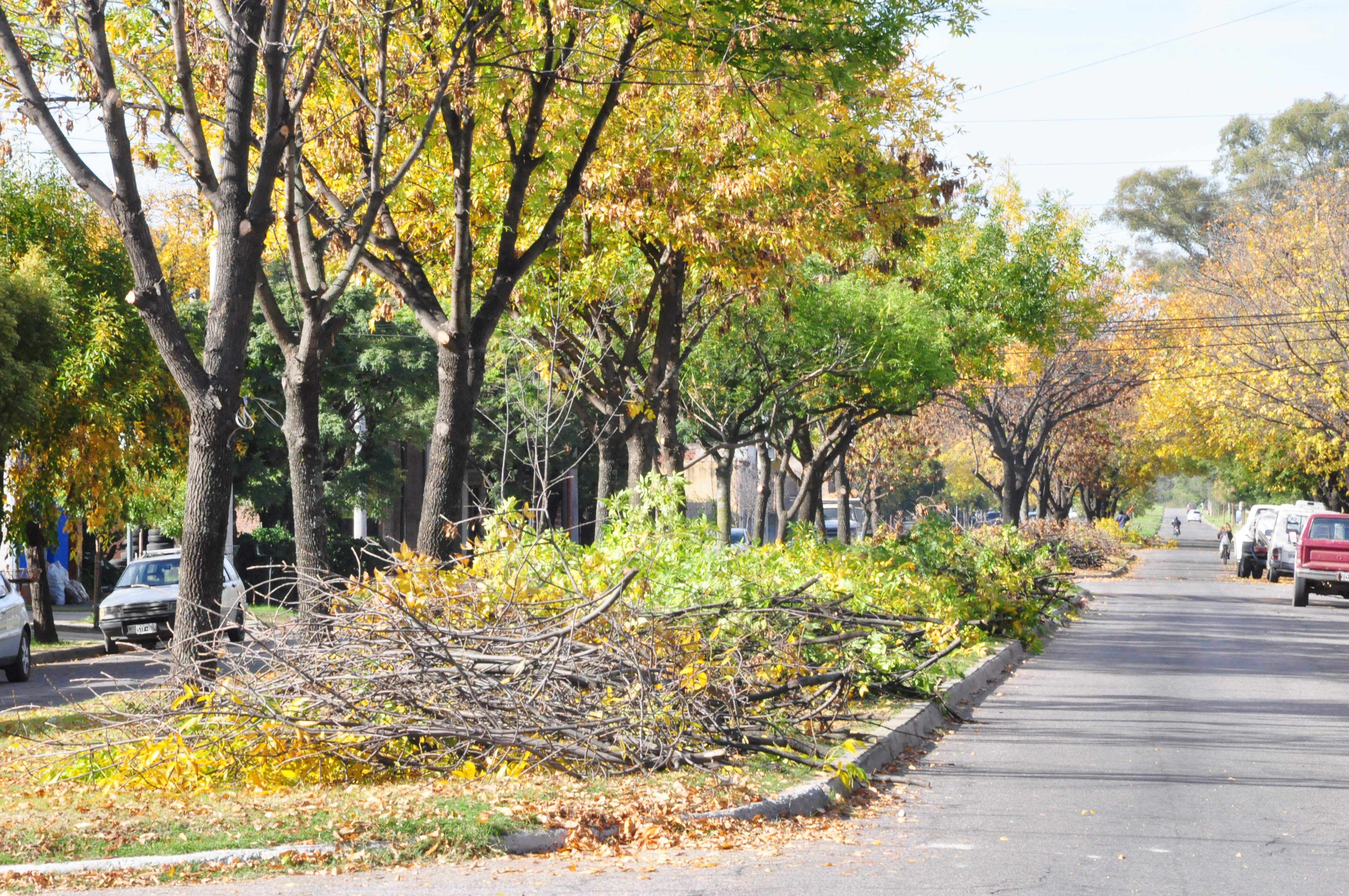 Continúan las tareas de poda y mantenimiento de espacios públicos