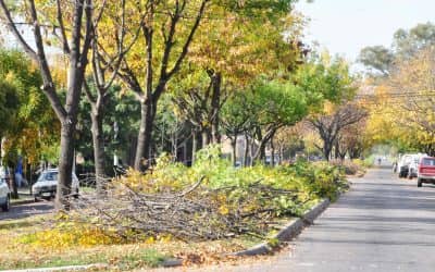 Carlos Anaya, especialista en arbolado urbano, visitará la ciudad