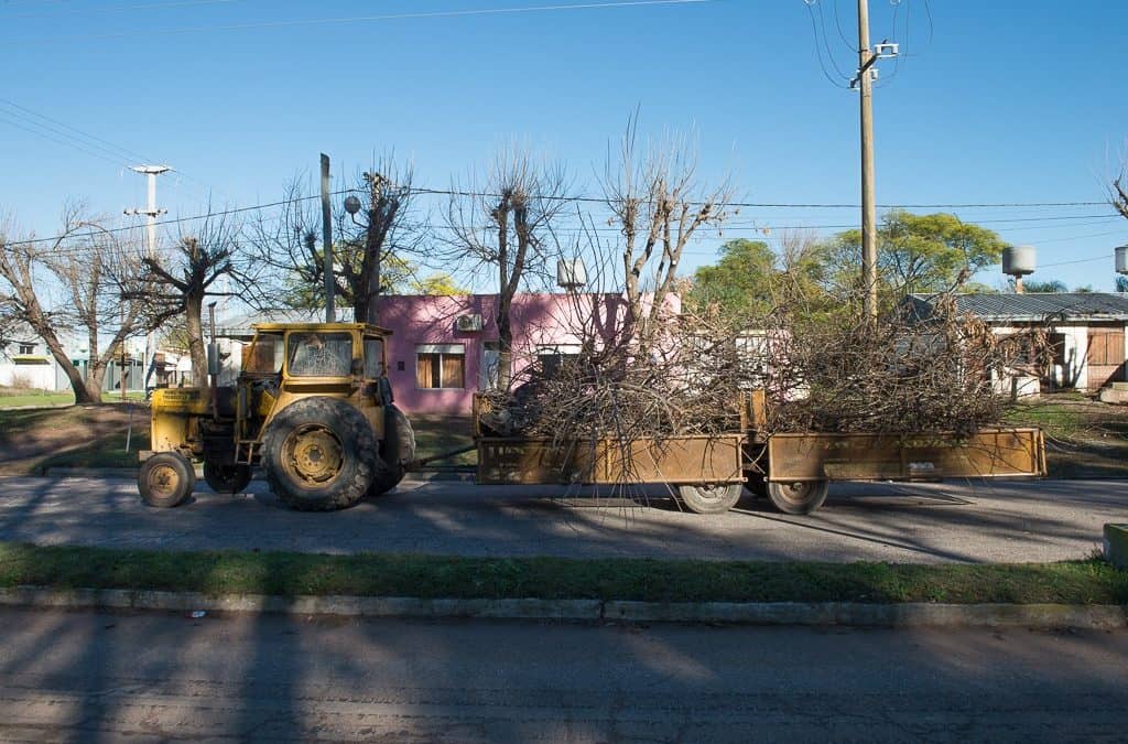 Se suspenden los pedidos de podas particulares