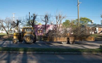 Se suspenden los pedidos de podas particulares