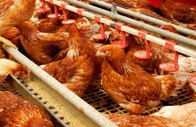 Hoy se realiza una charla sobre ponedoras y camperas