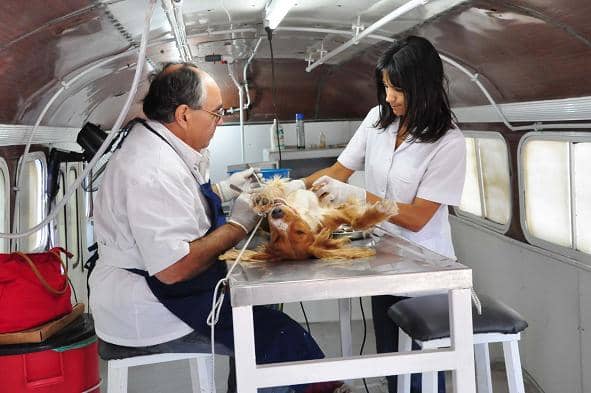 Realizan vacunación antirrábica gratuitas