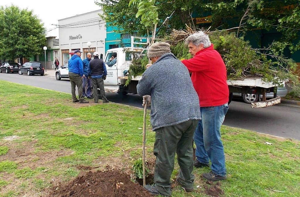 Arbolado: el Municipio repone ejemplares en ramblas