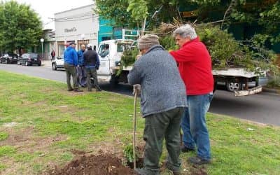 Arbolado: el Municipio repone ejemplares en ramblas