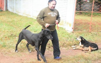 CON LAS 57 DÓSIS APLICADAS EL SÁBADO, YA SON CASI 700 LAS MASCOTAS VACUNADAS CONTRA LA RABIA