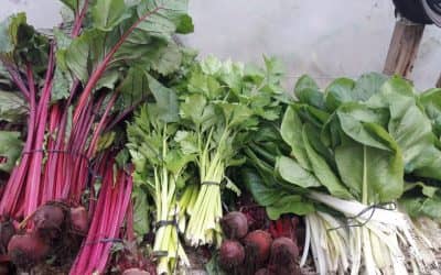 “EL TRÉBOL” ENTREGÓ MÁS DE 800 KILOS DE VERDURAS AGROECOLÓGICAS  AL HOSPITAL, CENTRO INFANTIL Y  FAMILIAS DE TREINTA DE AGOSTO