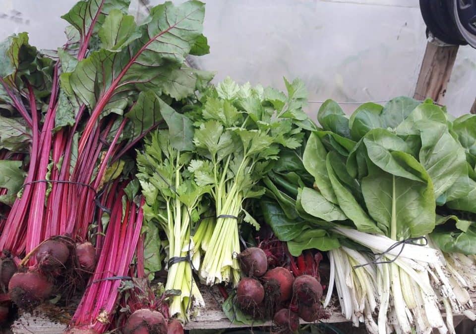 “EL TRÉBOL” ENTREGÓ MÁS DE 800 KILOS DE VERDURAS AGROECOLÓGICAS  AL HOSPITAL, CENTRO INFANTIL Y  FAMILIAS DE TREINTA DE AGOSTO