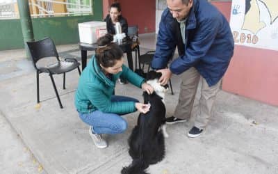 OTRAS 90 MASCOTAS FUERON VACUNADAS CONTRA LA RABIA EN BARRIO PARQUE, EN LA CAMPAÑA ITINERANTE DE ZOONOSIS
