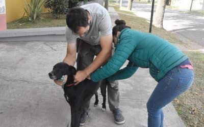 LA CAMPAÑA ITINERANTE DE VACUNACION CONTRA LA RABIA DE MASCOTAS INSTALARA SU PUESTO EN EL SUM CHIQUITO TELLO